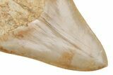 Fossil Megalodon Tooth - Killer Indonesian Meg #219305-3